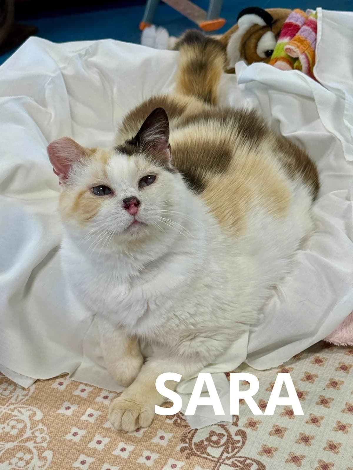 SARA, female senior Mixed Breed for adoption at Gruppo Ambiente ODV, Ronchi dei Legionari (GO)