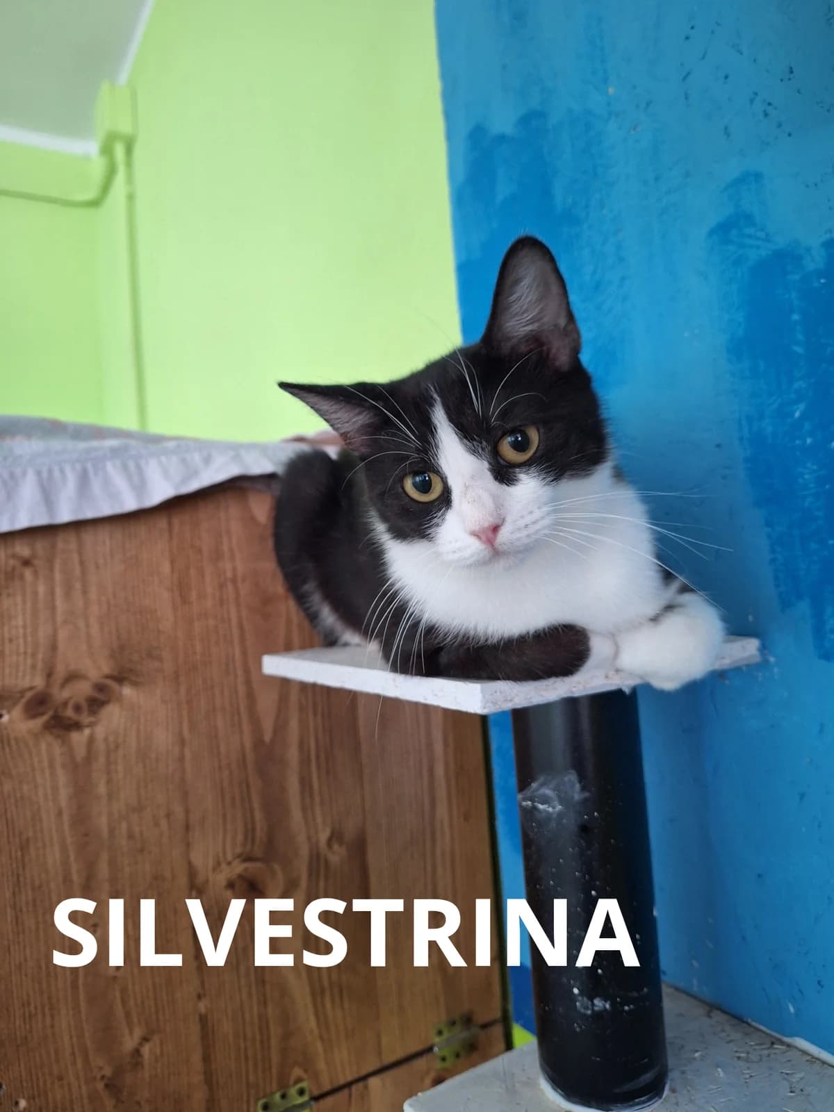 SILVESTRINA, female puppy Mixed Breed for adoption at Gruppo Ambiente ODV, Ronchi dei Legionari (GO)