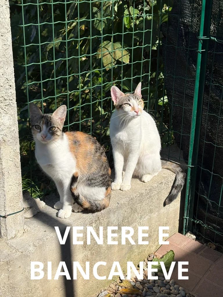 VENERE E BIANCANEVE, puppy Mixed Breed for adoption at Gruppo Ambiente ODV, Ronchi dei Legionari (GO)