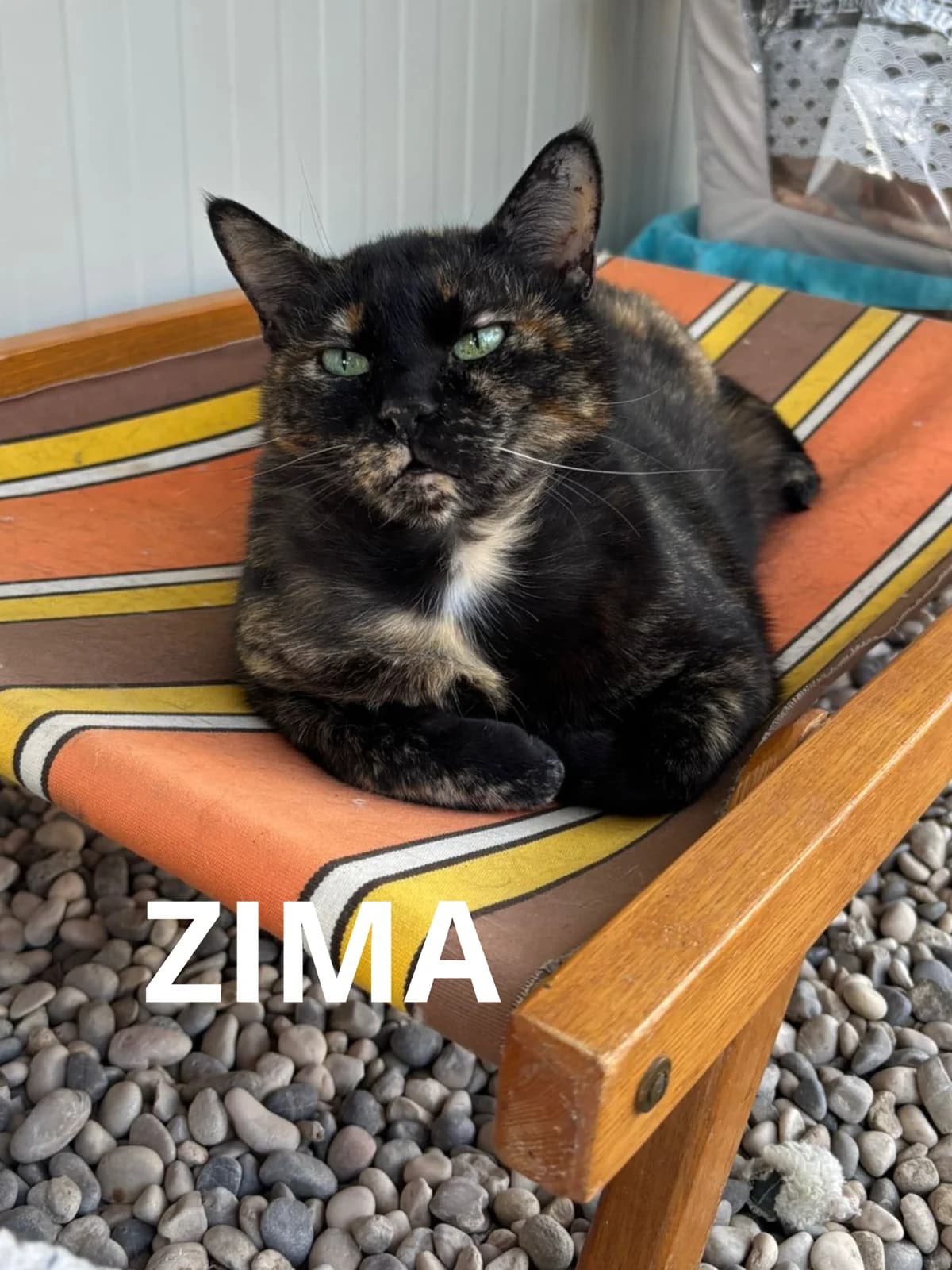 ZIMA, female senior Mixed Breed for adoption at Gruppo Ambiente ODV, Ronchi dei Legionari (GO)