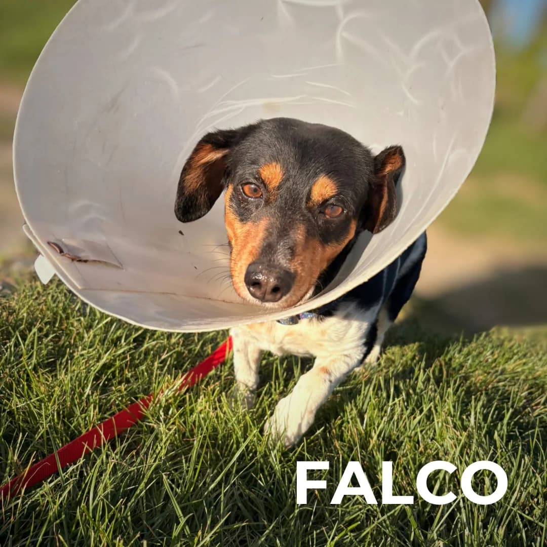 FALCO, male 5yo Mixed Breed for adoption at Gruppo Ambiente ODV, Ronchi dei Legionari (GO)