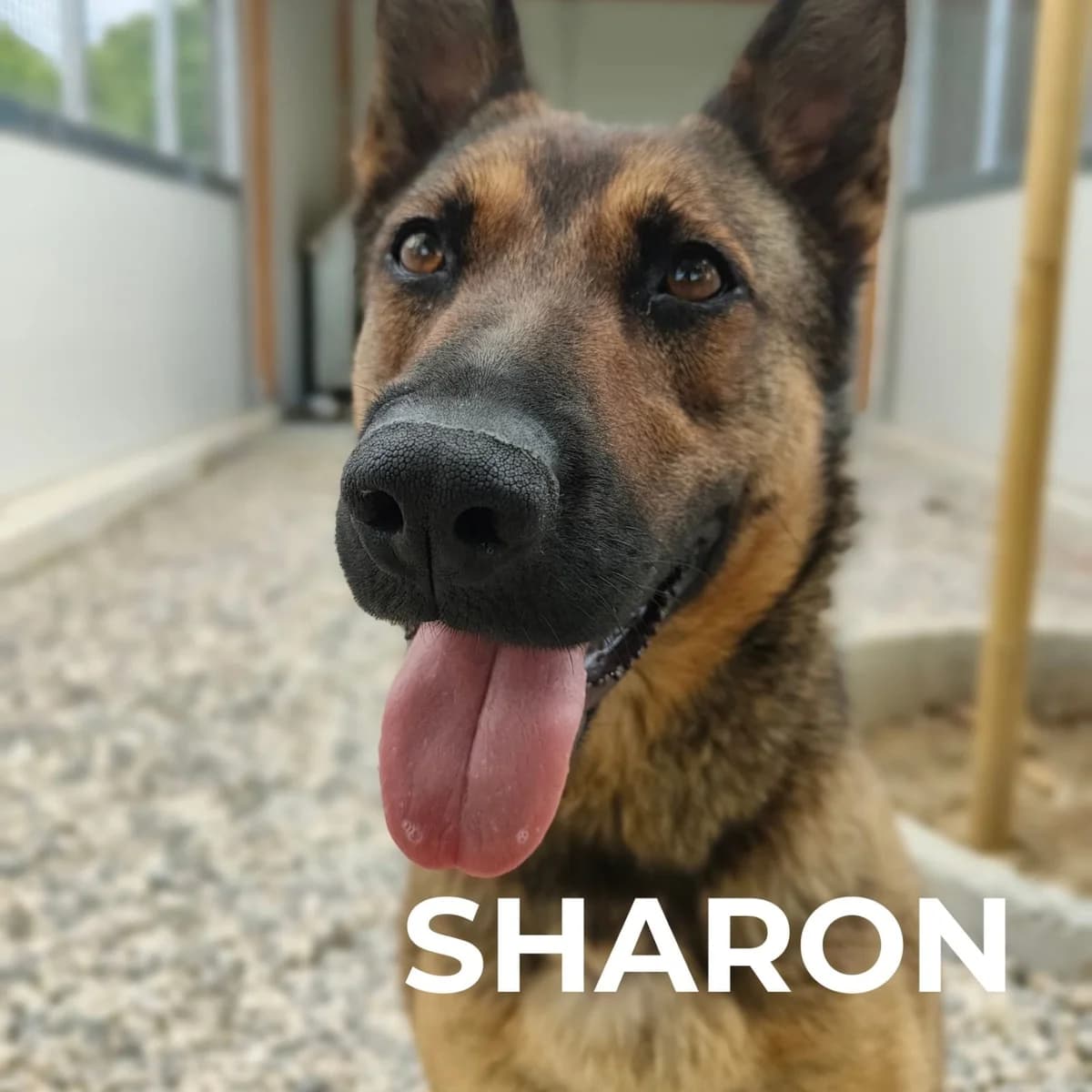 SHARON, female Mixed Breed for adoption at Gruppo Ambiente ODV, Ronchi dei Legionari (GO)