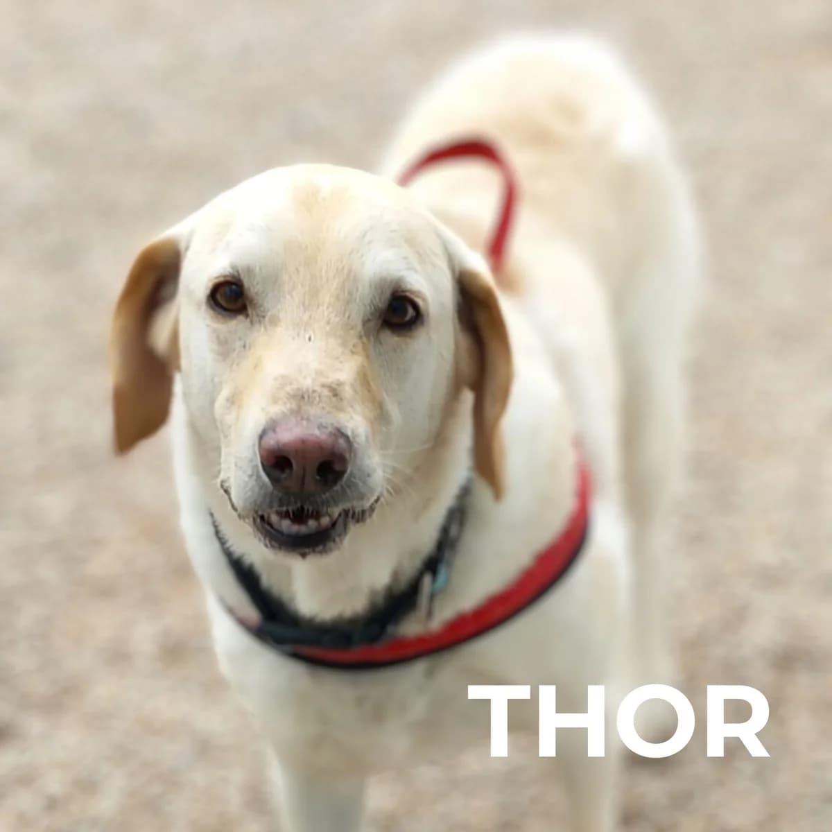 THOR, male 6yo Mixed Breed for adoption at Gruppo Ambiente ODV, Ronchi dei Legionari (GO)