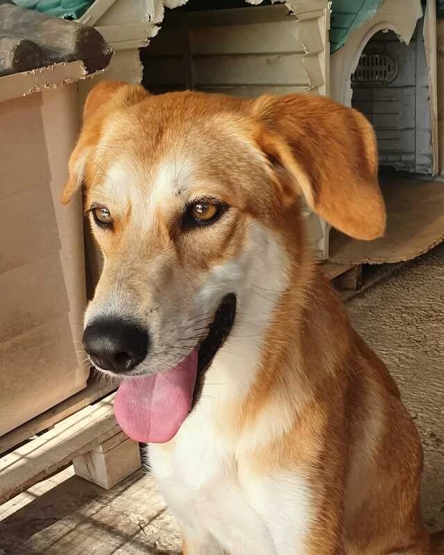 Alfia Brian e Johnny, young Mixed Breed for adoption at Canisciolti ODV