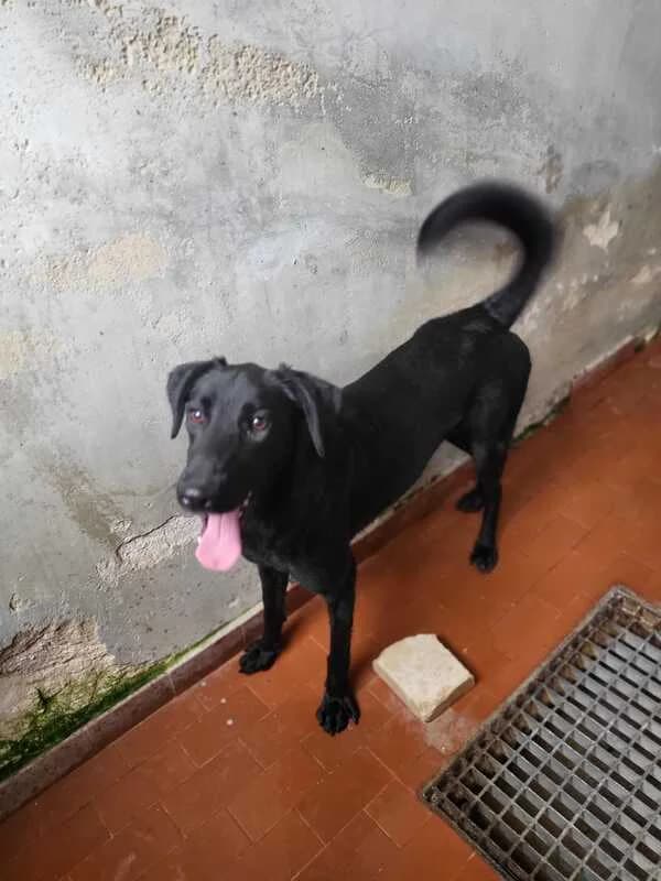 Bia Lavinia Diego e Iago, 4yo Mixed Breed for adoption at Canisciolti ODV