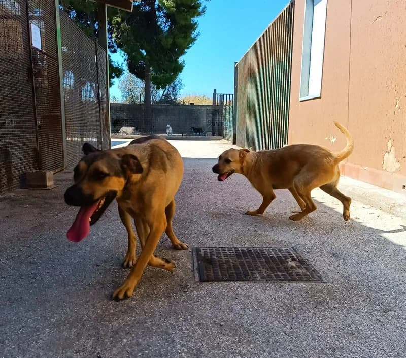 BILLY & RITA, 4yo mixed breed for adoption at Canisciolti ODV
