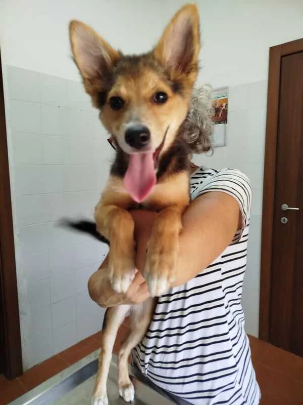 DELIA, female puppy Mixed Breed for adoption at Canisciolti ODV