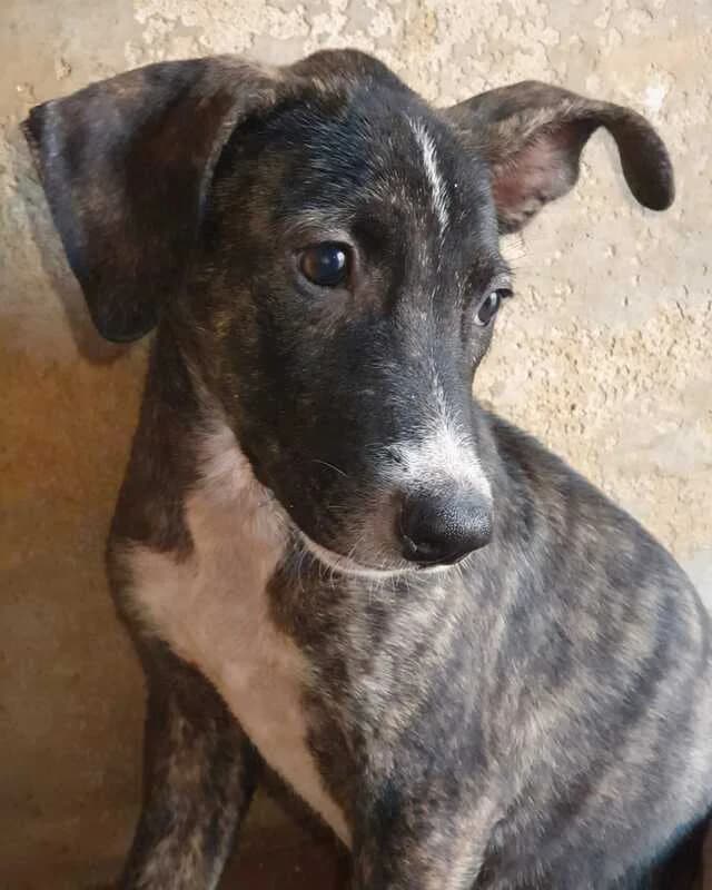 Elfo, Pina e Rambo, puppy Mixed Breed for adoption at Canisciolti ODV