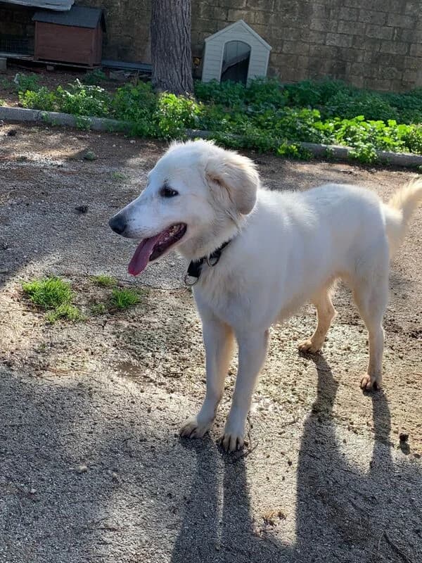 GARDEN, male 5yo Mixed Breed for adoption at Canisciolti ODV