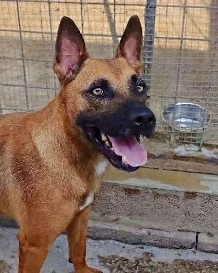 TAHIR, male 3yo mixed breed for adoption at Canisciolti ODV