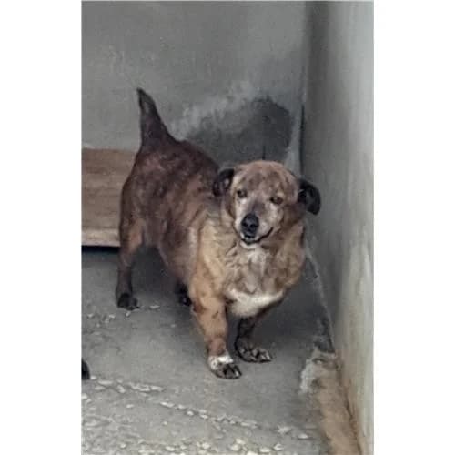 Pallina, Tigrato female mixed breed for adoption at Associazione , Siniscola (Nuoro)