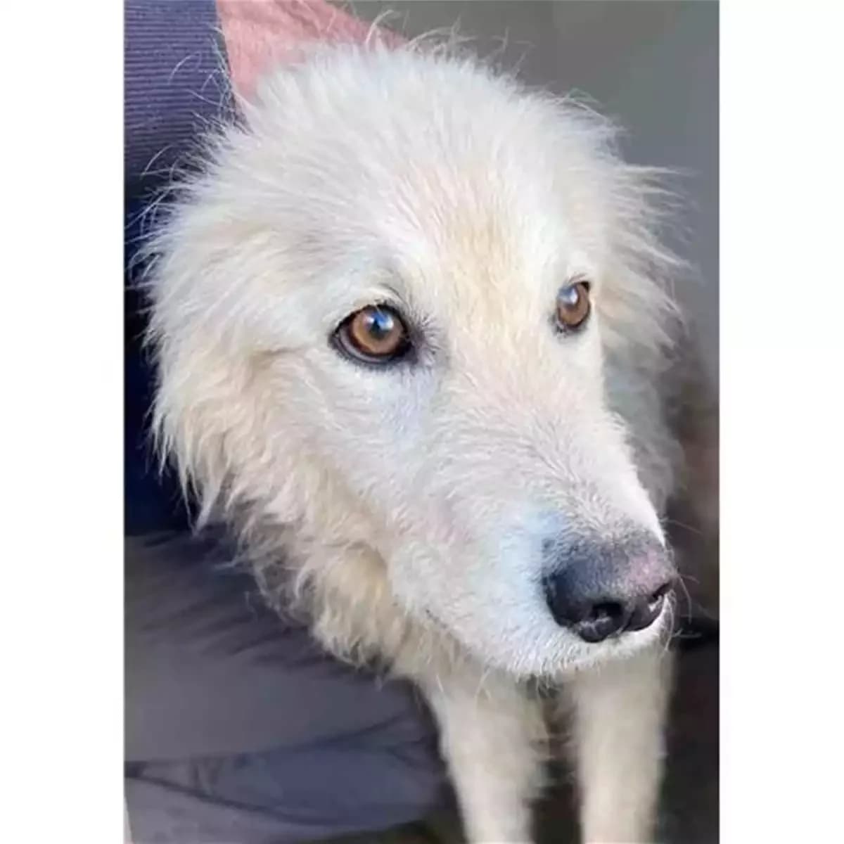 Enrica, Bianco female 3yo mixed breed for adoption at Associazione , Siniscola (Nuoro)