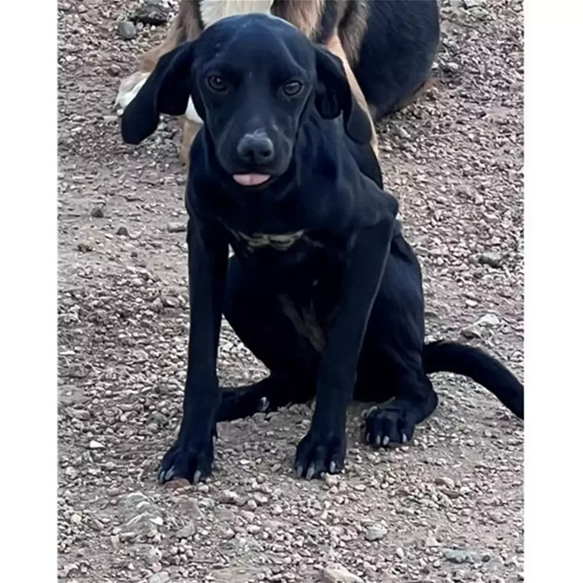 Bottiglia, Nero female young mixed breed for adoption at Associazione , Siniscola (Nuoro)