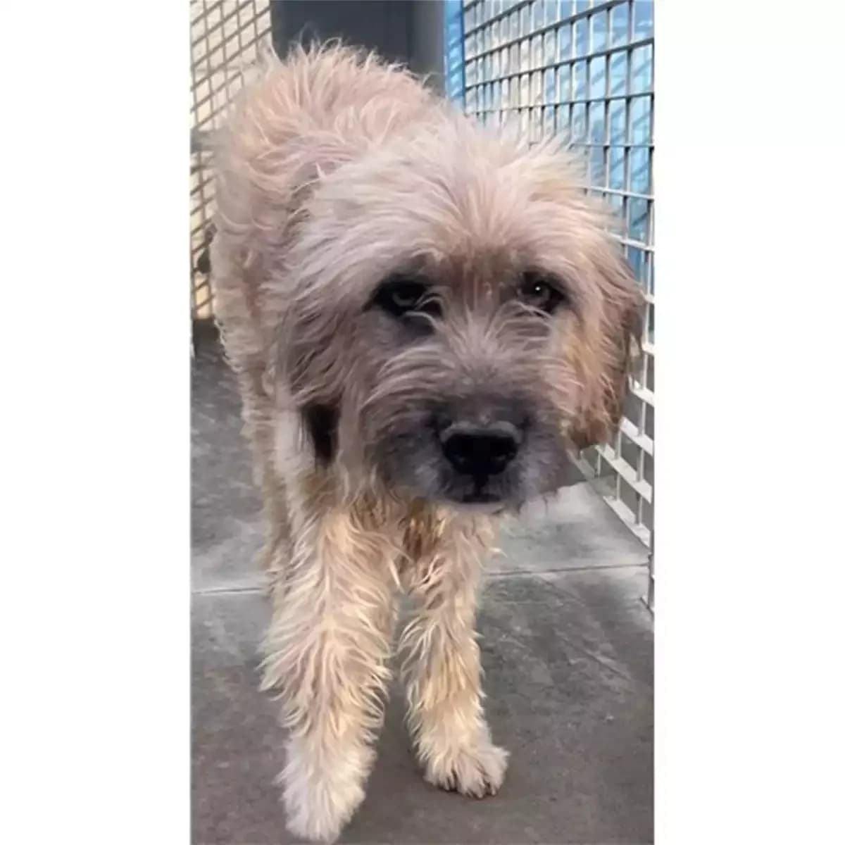 Melone, Fulvo Carbonato male 6yo mixed breed for adoption at Associazione , Siniscola (Nuoro)