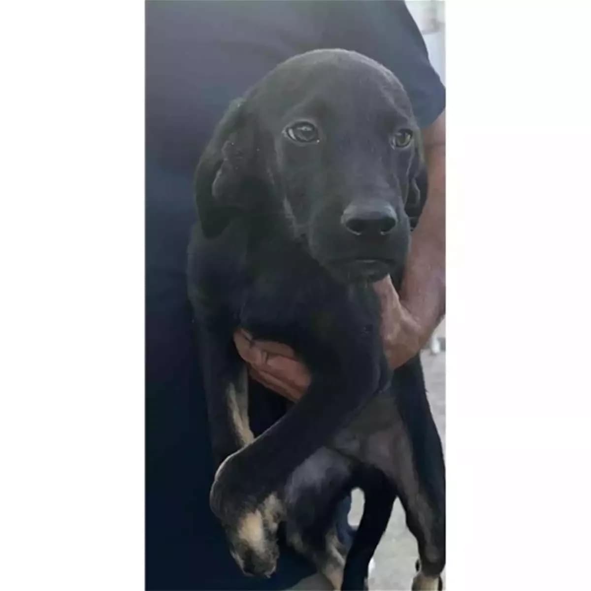 Bobbo, Nero male young mixed breed for adoption at Associazione , Siniscola (Nuoro)