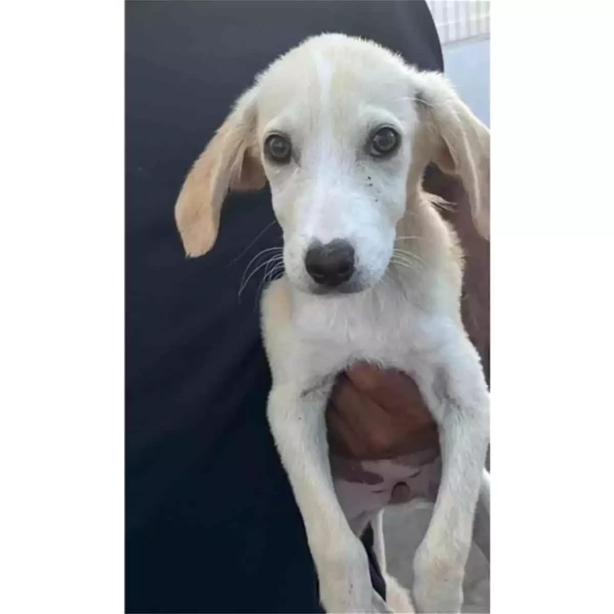Etichetta, Fulvo Chiaro female young mixed breed for adoption at Associazione , Siniscola (Nuoro)
