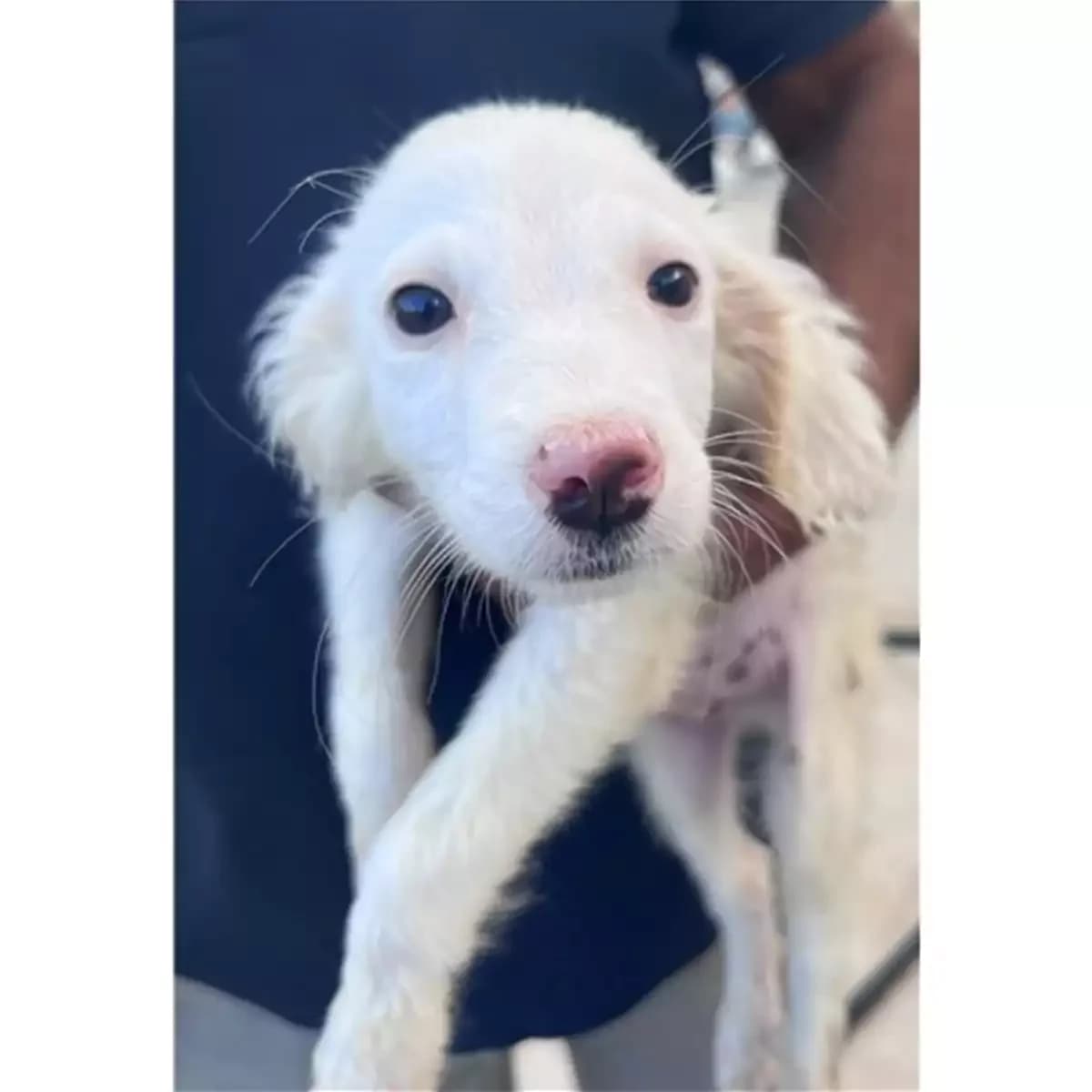 Ginepro, Bianco male young mixed breed for adoption at Associazione , Siniscola (Nuoro)