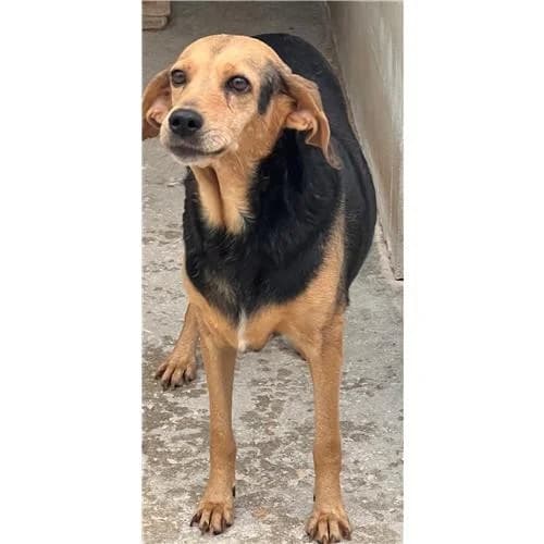 Jole, Nero Focato female senior mixed breed for adoption at Associazione , Siniscola (Nuoro)