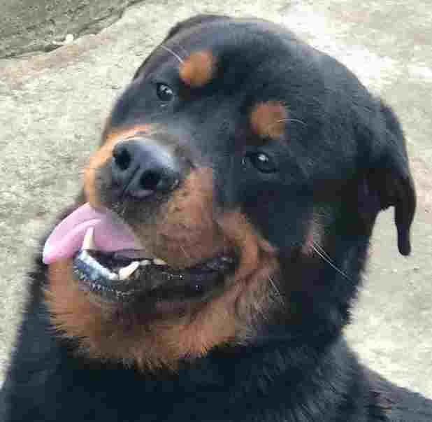 Aron, Nero focato male senior Rottweiler for adoption at Il Rifugio del Cane