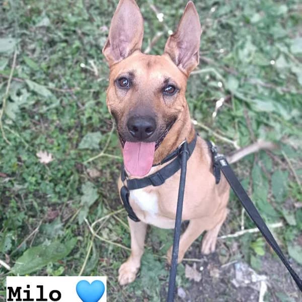 Milo, Fulvo male 5yo mixed breed for adoption at Il Rifugio del Cane