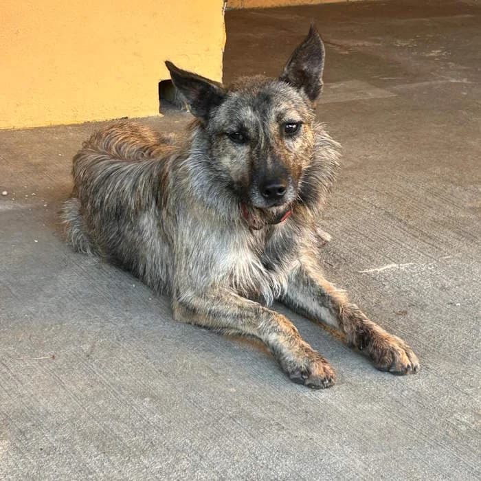 Zar, Tigrato male young mixed breed for adoption at Il Rifugio del Cane