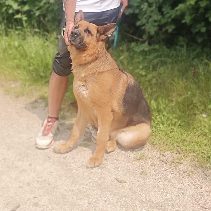 Ceres, Nero Focato female 7yo German Shepherd for adoption at Il Rifugio del Cane