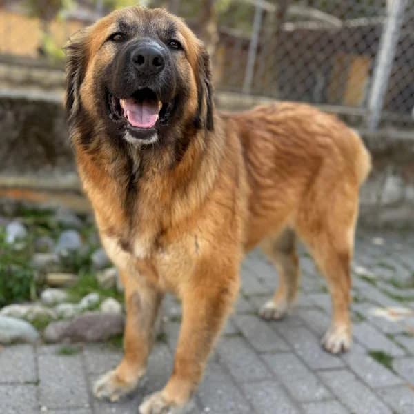 Lella, Fulvo carbonato female young mixed breed for adoption at Il Rifugio del Cane