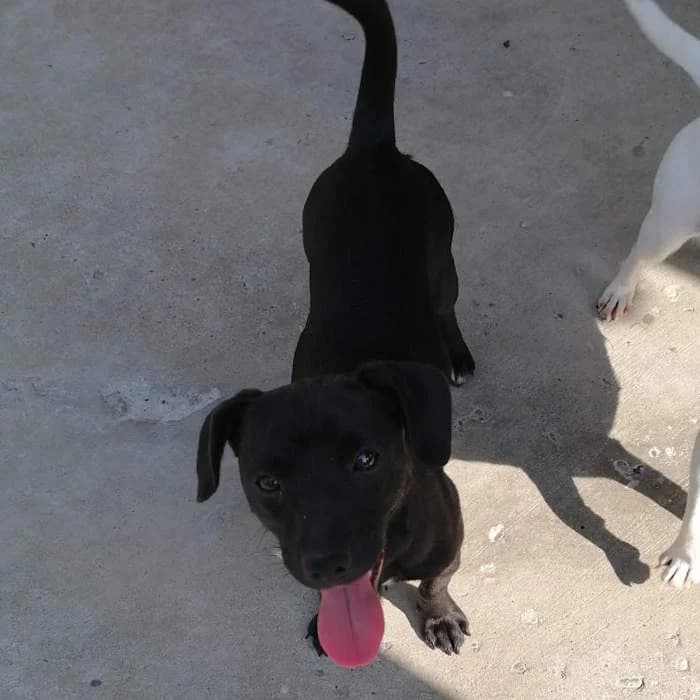 Alina, Nero female young mixed breed for adoption at Il Rifugio del Cane