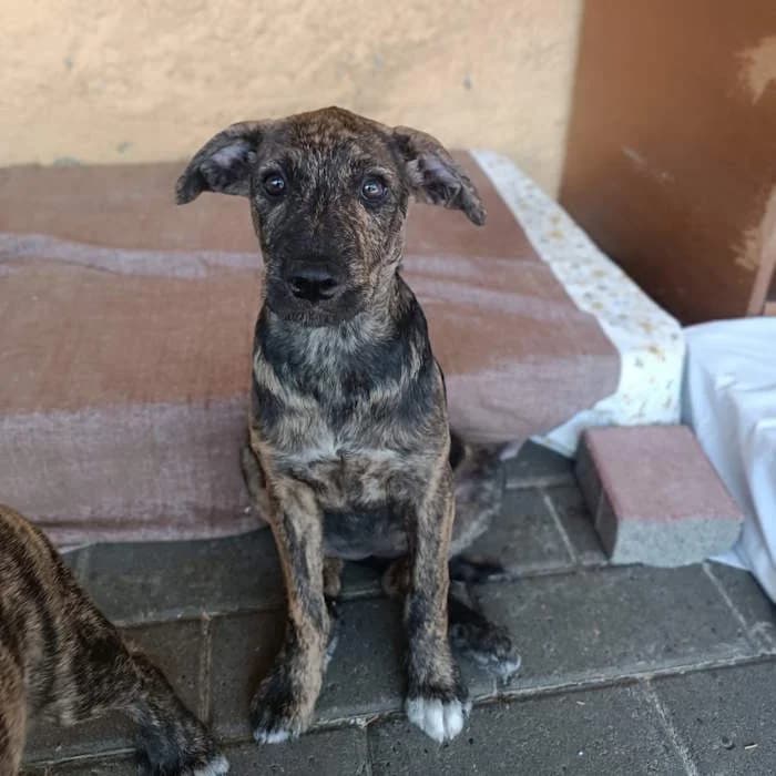 Tac, Tigrato nero/bianco female mixed breed for adoption at Il Rifugio del Cane