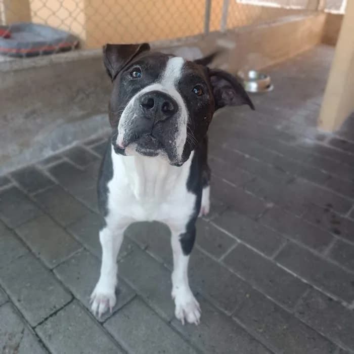 Gali, Nero/Bianco male senior American Staffordshire Terrier for adoption at Il Rifugio del Cane