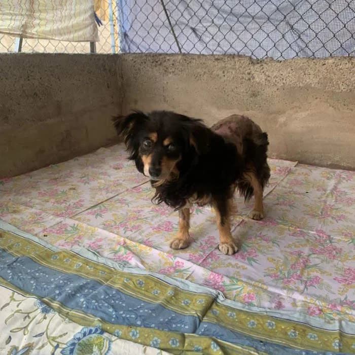 Romolo, Nero focato male senior mixed breed for adoption at Il Rifugio del Cane