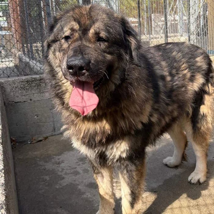Moka, Tricolore female 7yo mixed breed for adoption at Il Rifugio del Cane