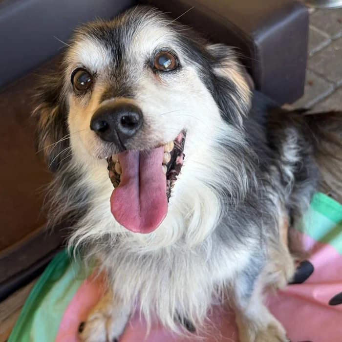 Ciuffo, Nero focato male senior mixed breed for adoption at Il Rifugio del Cane