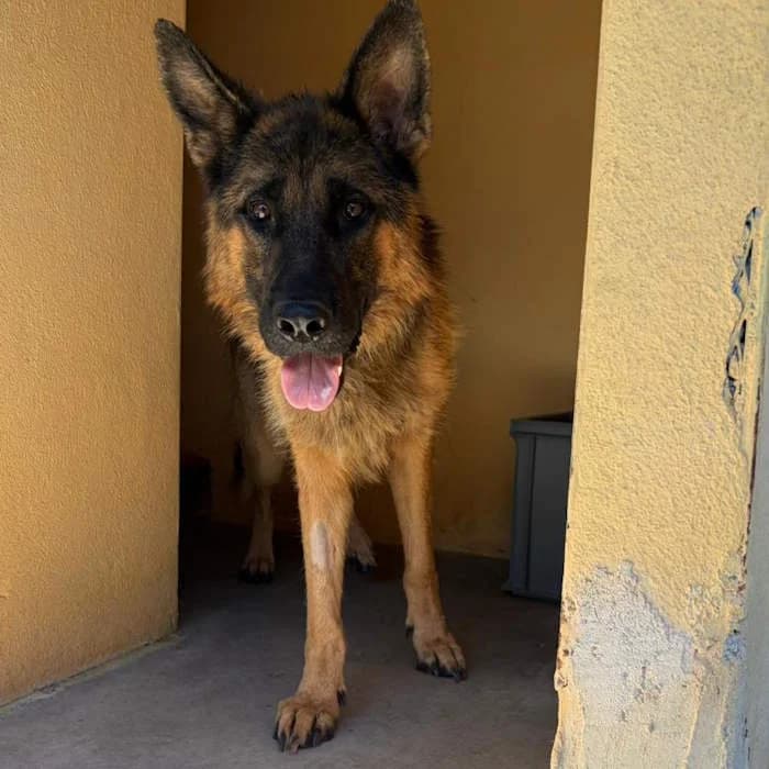 Cromo, Nero focato male young German Shepherd for adoption at Il Rifugio del Cane