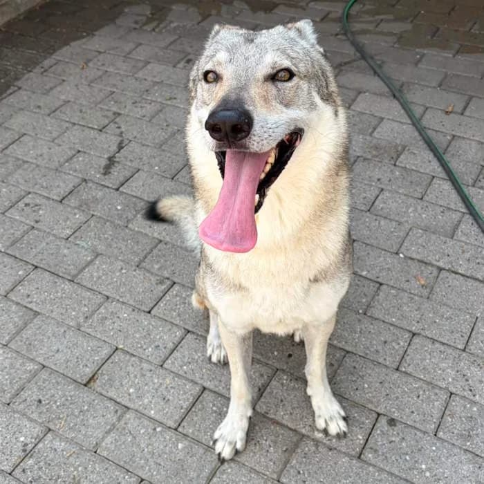 Giove, Grigio male 6yo mixed breed for adoption at Il Rifugio del Cane
