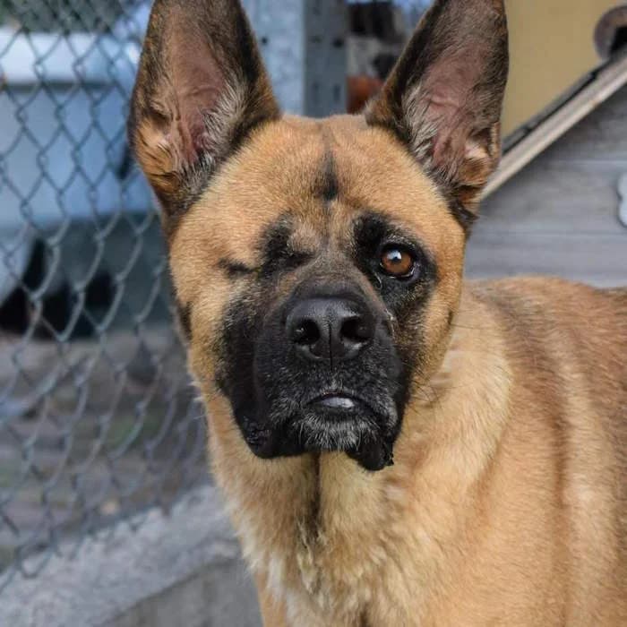 Zumba, Fulvo female 3yo mixed breed for adoption at Il Rifugio del Cane
