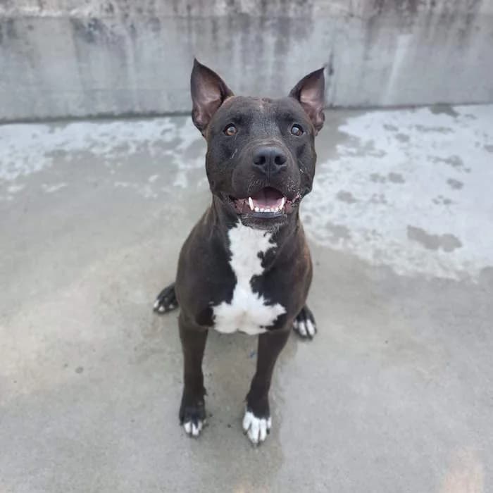Twist, Marrone male young American Staffordshire Terrier for adoption at Il Rifugio del Cane