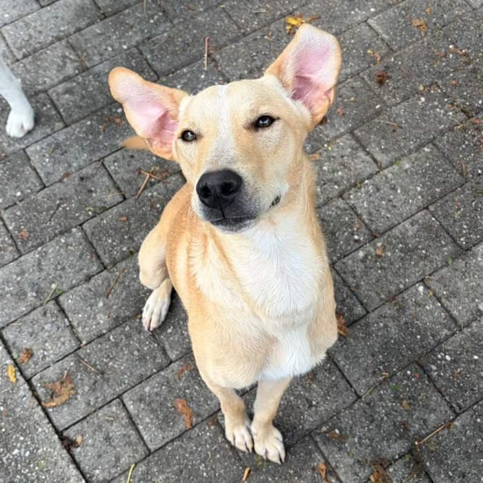 Paco, Beige male young mixed breed for adoption at Il Rifugio del Cane