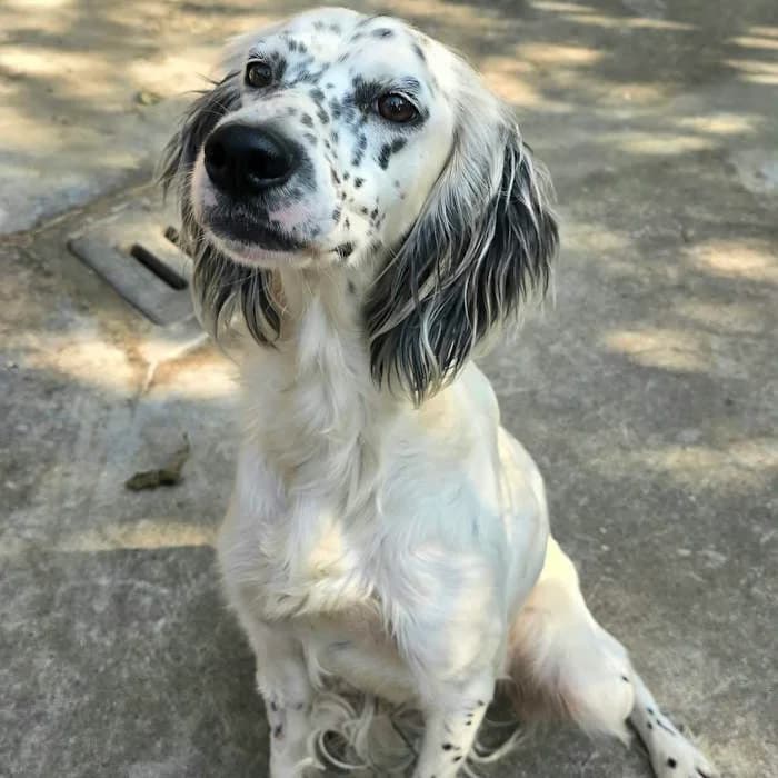 Salvia, Bianco/Nero female young English Setter for adoption at Il Rifugio del Cane