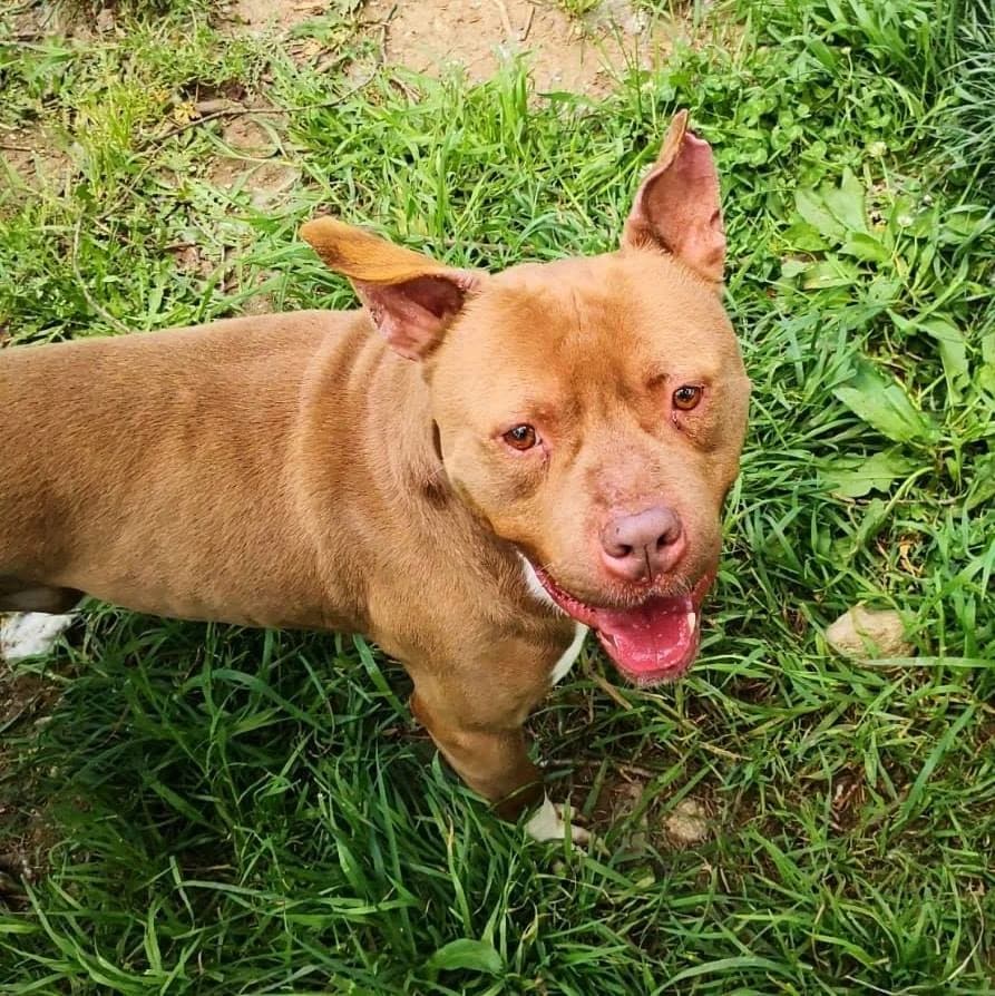 King, male 4yo Pit Bull Terrier for adoption at GLI INVISIBILI — Canili Rifugio Cosenza, Cosenza