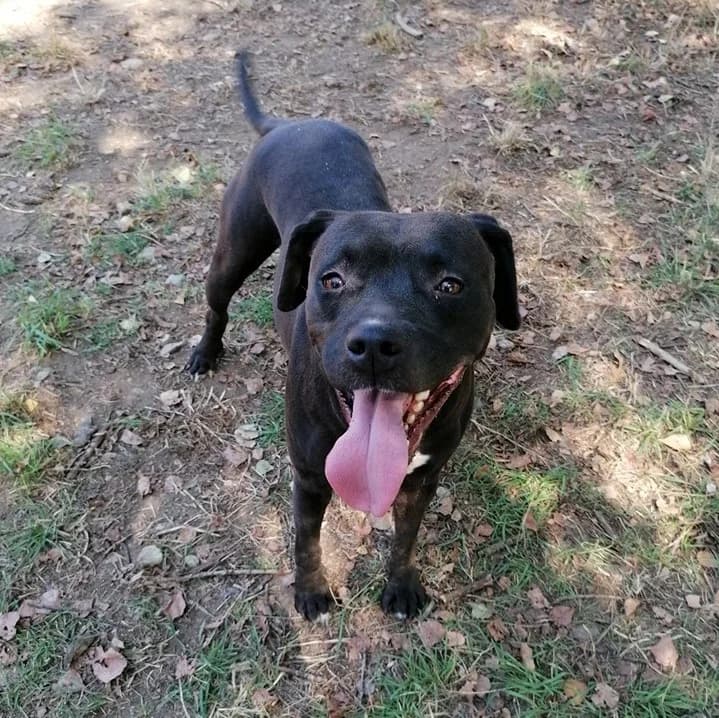 Zara, female 3yo Pit Bull Terrier for adoption at GLI INVISIBILI — Canili Rifugio Cosenza, Cosenza