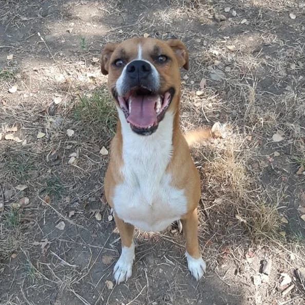 Zorro, male young Pit Bull Terrier for adoption at GLI INVISIBILI — Canili Rifugio Cosenza, Cosenza