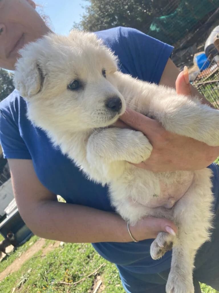 Akbas, male puppy mixed breed for adoption at I Pelosetti di Silvana