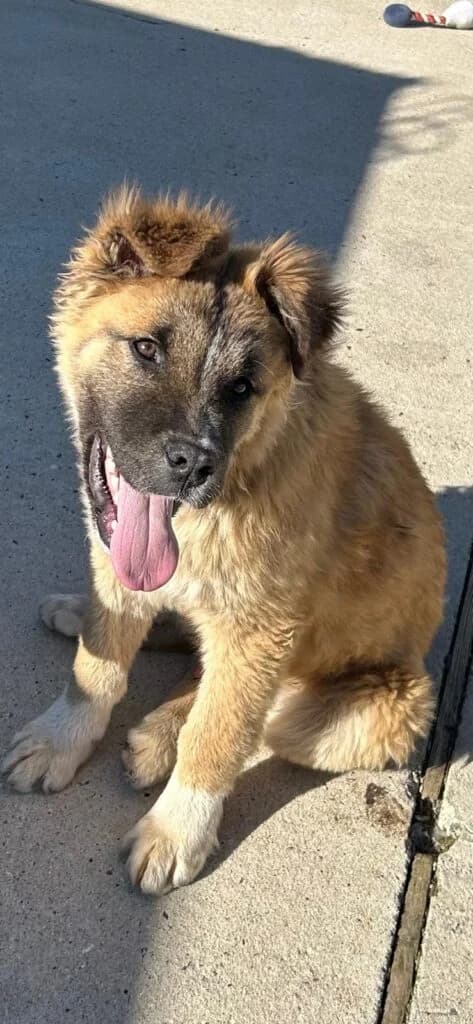 Ettore, male young mixed breed for adoption at I Pelosetti di Silvana
