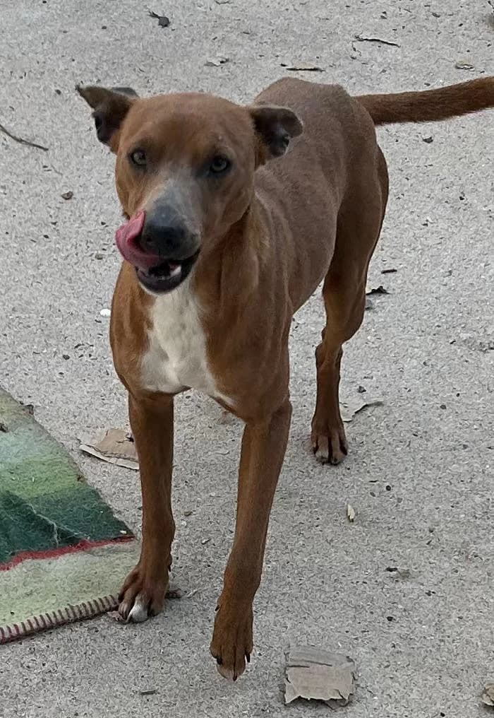 Gus, male young mixed breed for adoption at I Pelosetti di Silvana