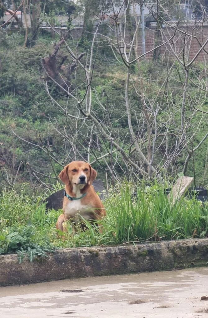 Asia, female young mixed breed for adoption at I Pelosetti di Silvana