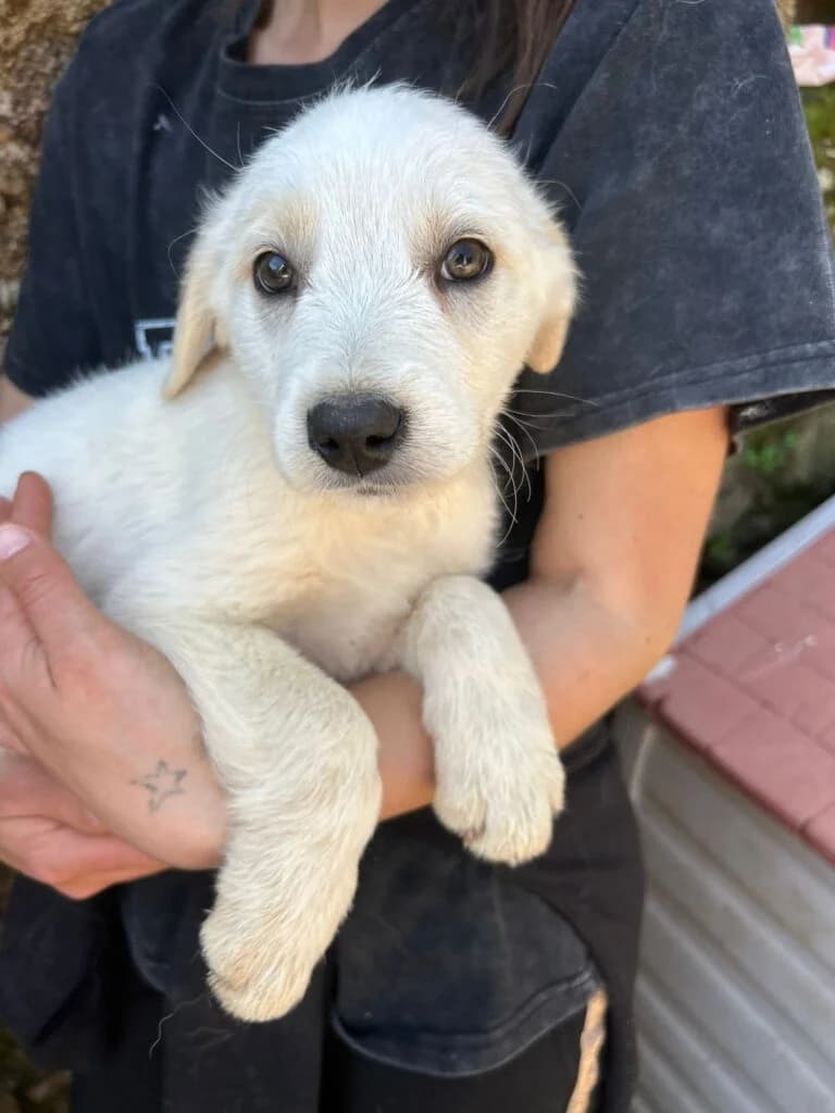 Willy, male puppy mixed breed for adoption at I Pelosetti di Silvana