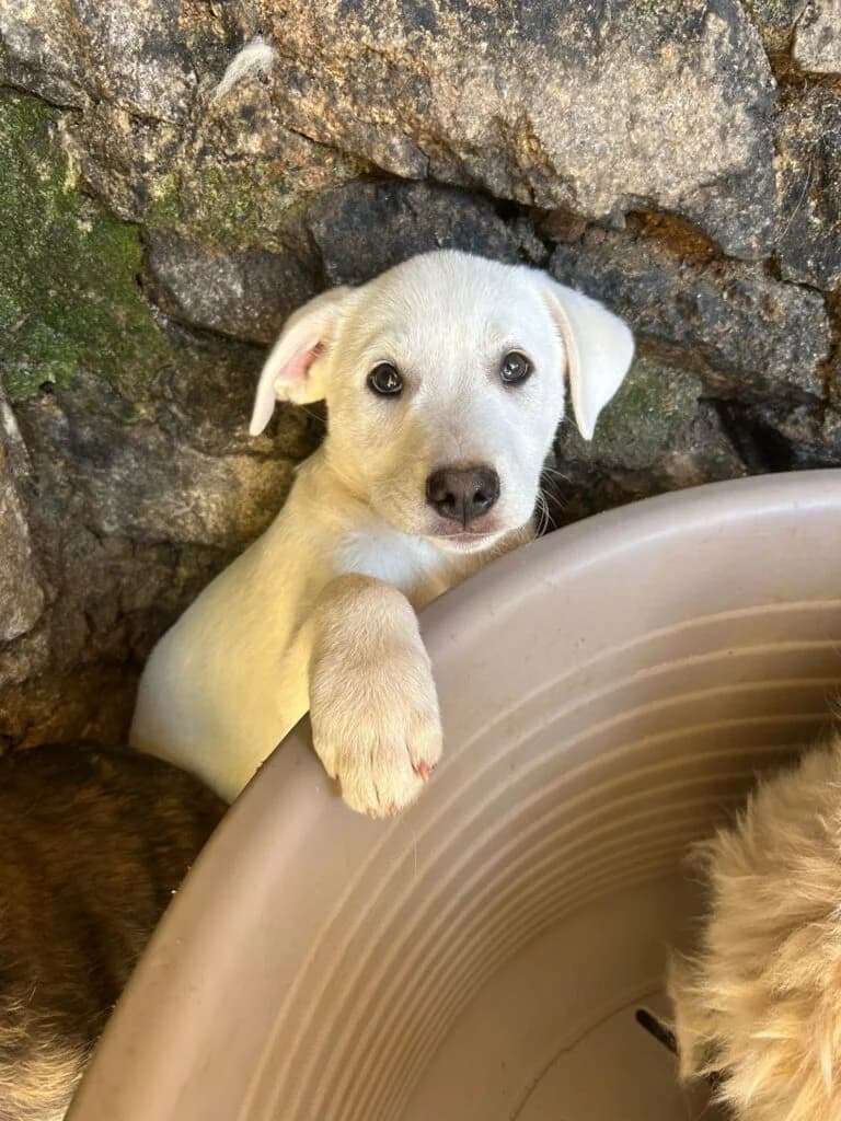 Argo, male puppy mixed breed for adoption at I Pelosetti di Silvana