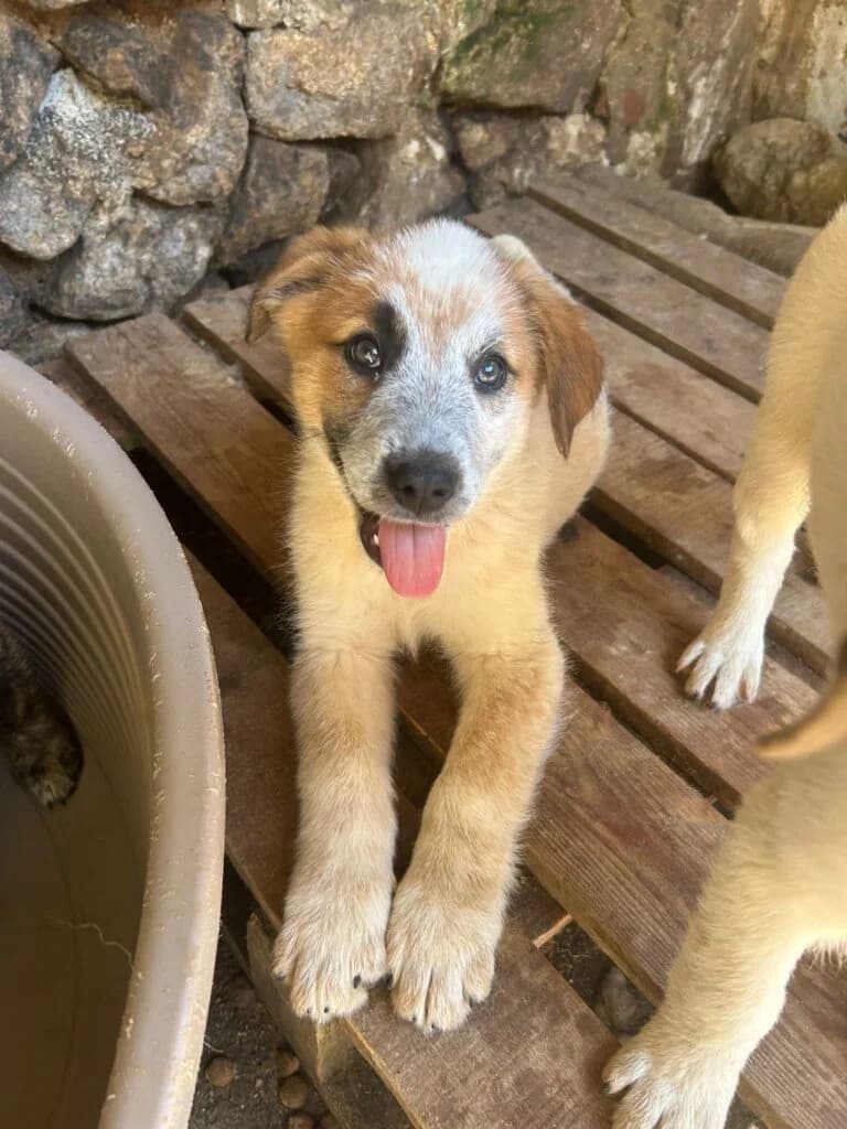 Biscotto, male puppy mixed breed for adoption at I Pelosetti di Silvana