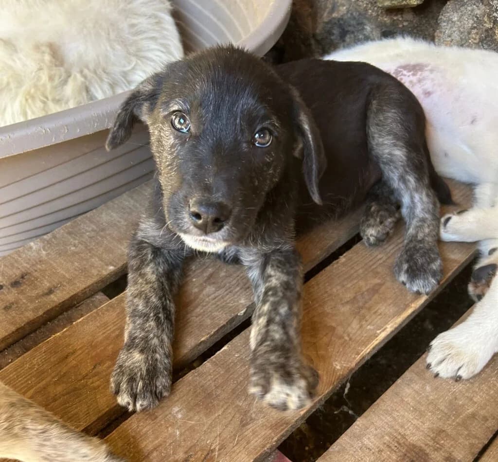 Brownie, male puppy mixed breed for adoption at I Pelosetti di Silvana